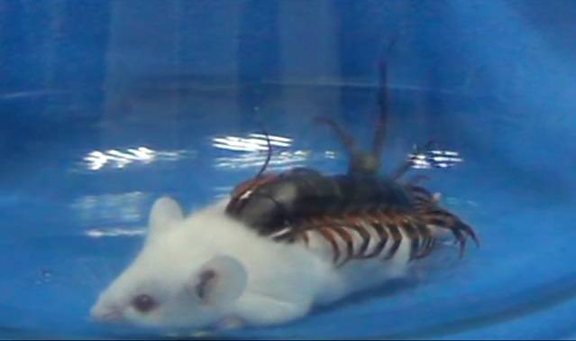 Przerażające znalezisko w warszawskim mieszkaniu! "Bardzo podejrzanie wyglądający robak" wypełzł z prania