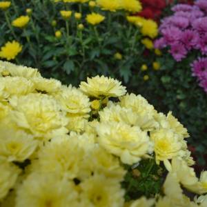 Chryzantemy - sekrety długiego kwitnienia. Odkryj, jak cieszyć się ich pięknem jesienią!