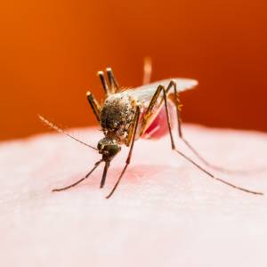 Niepokojący bunt natury. To one przenoszą choroby zakaźne i są już w Europie. Sprzyjają im zmiany klimatu 