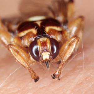 Uważaj na "latające kleszcze". Mogą atakować stadami! 