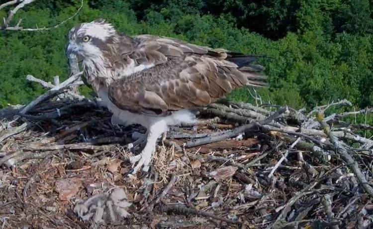 Dramatyczne sceny w gnieździe! Maleńki pisklak nie przeżył... Wszystko nagrała kamera [WIDEO]