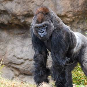 Goryl udzielił pomocy dziecku. Tylko dlatego pięciolatek przeżył [WIDEO]