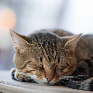 Dlaczego kot nie chce spać w legowisku? Tak go zachęcisz!