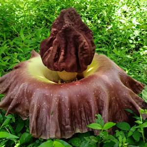 W Warszawie zakwitnie „trupi kwiat”. Poruszenie wśród badaczy 