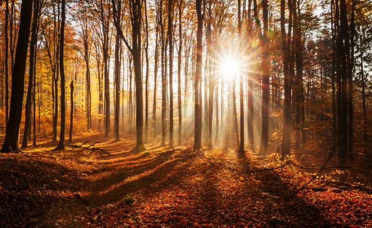  Sprawdź, czym różni się jesień astronomiczna od kalendarzowej, fot. Shutterstock