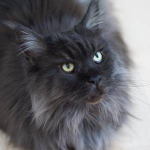 Udka z kociaka w asortymencie polskiego sklepu. „Czy jakieś kocie rasy są bardziej mięsne?”