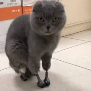 Kotka odmroziła sobie cztery łapki i uszy. Teraz znowu może chodzić!