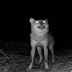 Takie nagranie to rzadkość! Wilk zawył tuż przed kamerą. "Jak zapozował" [WIDEO]