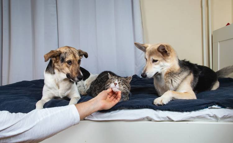 Psy mogą się obrażać i być zazdrosne! Wtedy zachowują się w specyficzny sposób!