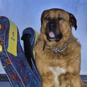 Pies wsiadł do autobusu i nie chciał wyjść. Zajął jedno z miejsc [FOTO]         