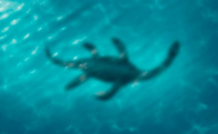 Mityczny potwór z Loch Ness został sfotografowany? Autor nie ma wątpliwoci, a w okolicy trwają największe poszukiwania od połowy wieku! [WIDEO]