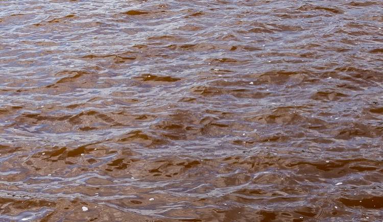 Chciał uciec przed pszczołami, więc wskoczył do jeziora. Tam zaatakowały go piranie