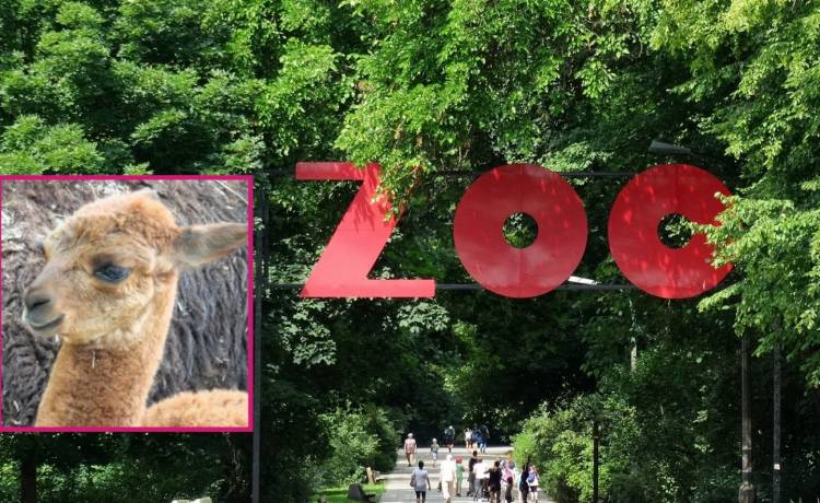 Warszawskie ZOO szuka imienia dla nowej alpaki! Zgłoś swoją propozycję, fot. Shutterstock, Instagram/zoo_warszawa