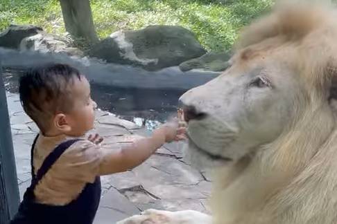 Maluch bawił się z lwem. To nagranie jest już hitem w sieci! [WIDEO]