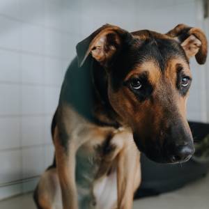 Torturuje psy i obcina im palce. Policja prosi o pomoc w znalezieniu sprawcy