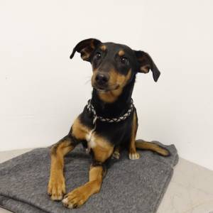 Wyrzucili psa przez okno z trzeciego piętra... Trwa zbiórka na leczenie czworonoga