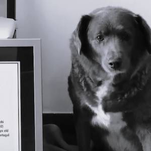 Bobi nie żyje. Był najstarszym psem na świecie 