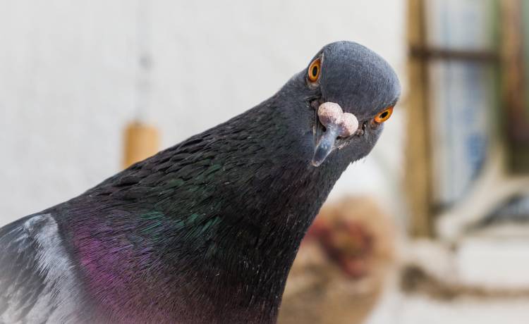 Co oznacza gołąb na balkonie? Oto odpowiedź