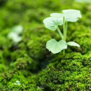 Kompostowanie zmarłych legalne w USA. Na czym polega ten proces?