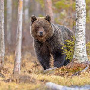 Każdy może zagłosować. Wybieramy zwierzę roku 2026