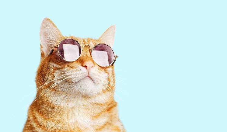 Jak się czuje Mruczek? Nowa aplikacja już zna odpowiedź