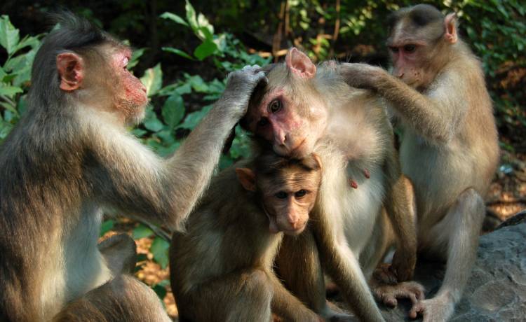Nie żyje matka i czworo dzieci. Stado małp doprowadziło do tragedii