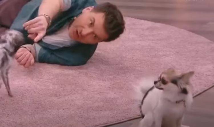 Wpadka w "PnŚ". Pies zostawił odchody na dywanie podczas programu na żywo!