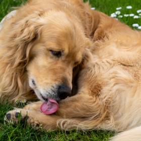 Dlaczego pies liże swoje łapy? Powody mogą być różne! 