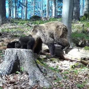 Niedźwiedzie maluchy robią furorę w sieci! Tak brykają po lesie [WIDEO]