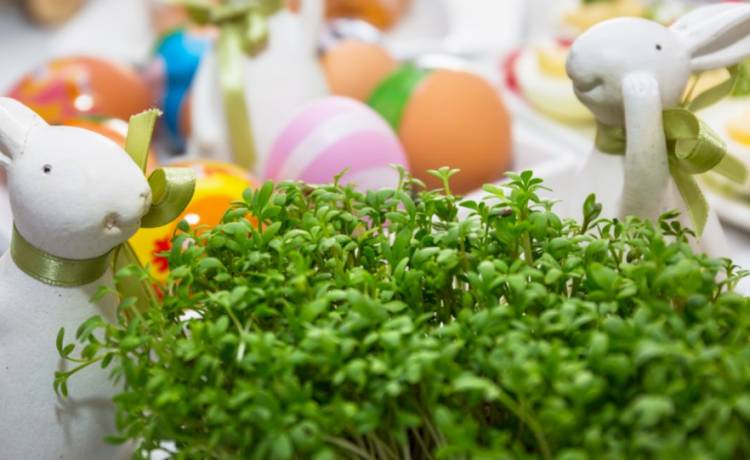 Lekkie jaja faszerowane ziołami. Jak je zrobić? Sprawdź przepis Magdy Gessler!