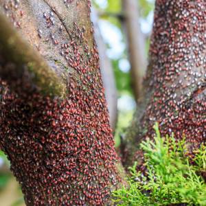 Egzotyczny szkodnik roślin zawitał do Polski. Kolejne miasta ostrzegają