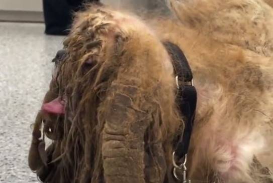 Porzucony shih tzu miał na siebie ponad 3 kg kołtunów! Wizyta u fryzjera zmieniła go nie do poznania [WIDEO]
