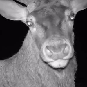 Zabawne nagranie z jeleniem trafiło do sieci. Stanął przed kamerą niczym ciocia, która czeka na zdjęcie i nie wie, że to film! [WIDEO]