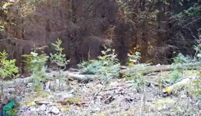 Wilki kontra niedźwiedź. Moment ataku uchwyciła kamera! [WIDEO]