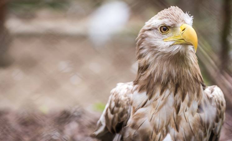 Sprawa warta orła. To nie orzeł? Jaki ptak widnieje w naszym godle? 
