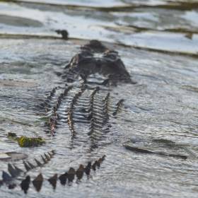 Scenariusz jak z horroru. Potężne krokodyle pływają ulicami miasta