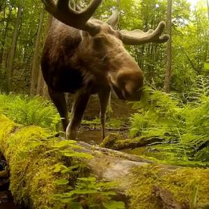 Łoś przyłapany w nietypowej pozie! "Jak Chuck Norris". Zdjęcie z lasu rozbawiło internautów [FOTO]