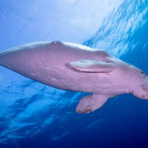 To zwierzę zostało właśnie uznane za wymarłe. Wkrótce zniknie na dobre