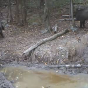 Nagrania z fotopułapki robią furorę w sieci! Prawdziwe życie dzikich zwierząt w lesie 