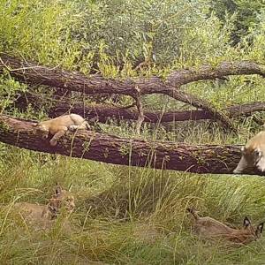 To rekord? Samica rysia urodziła aż pięcioro kociąt! Nagranie z maluchami trafiło do sieci [WIDEO]
