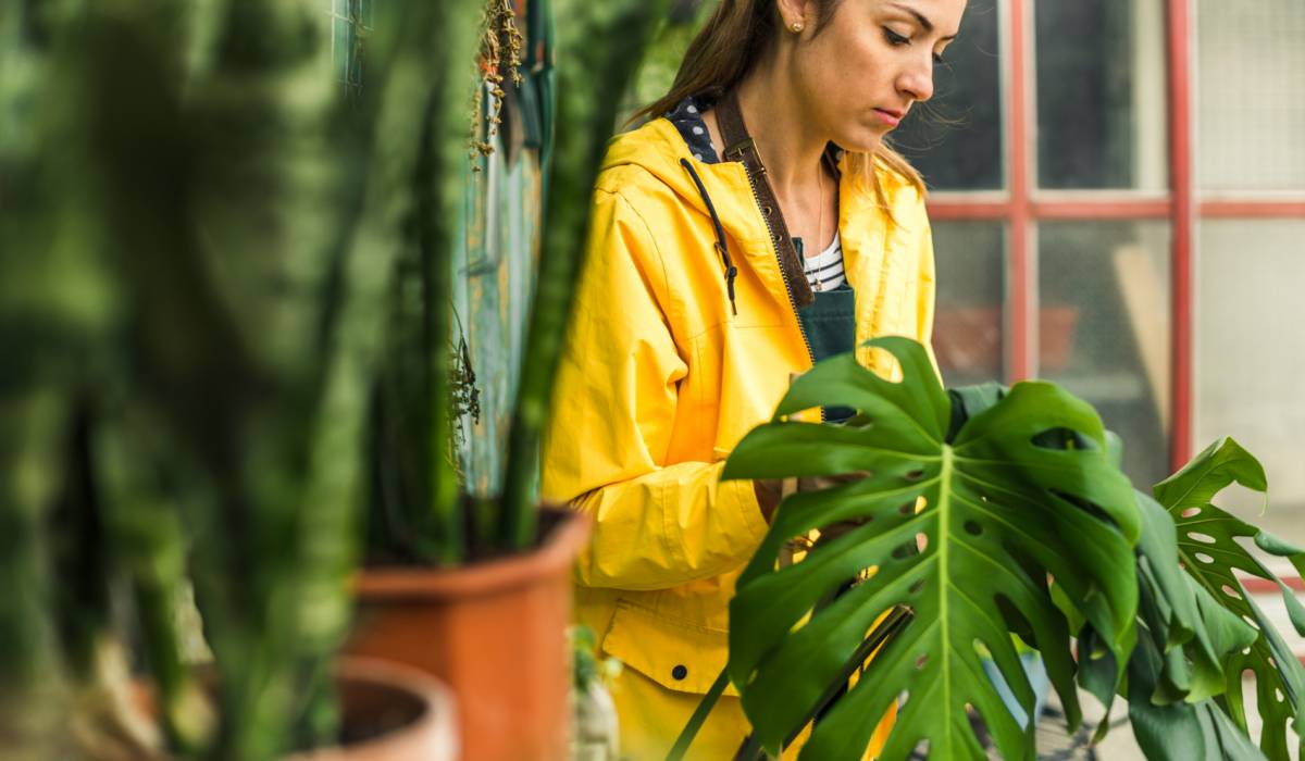 monstera splits Monstera Deliciosa Split Leaf