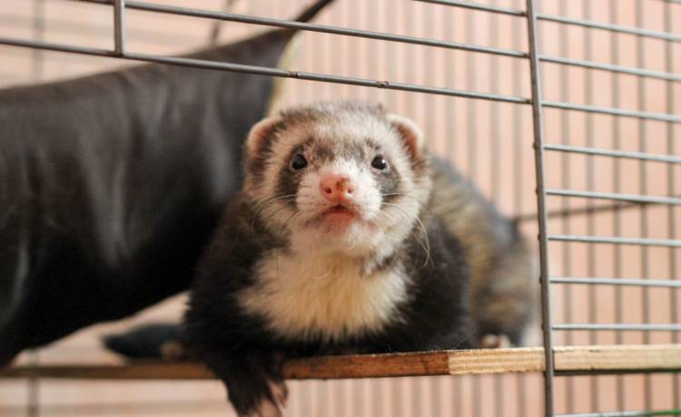 Fretka-złodziejka. Włamała się do łóżeczka i ukradła dziecku wszystkie zabawki. Nagranie ma 18 milionów wyświetleń [WIDEO]