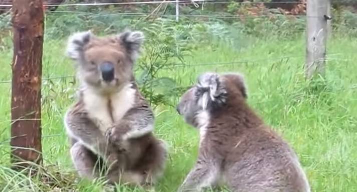 Tak wygląda awantura koali. Zabawne nagranie podbija sieć [WIDEO] 