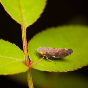 W Niemczech mają problem z tym owadem. Szkodnik występuje też w Polsce 