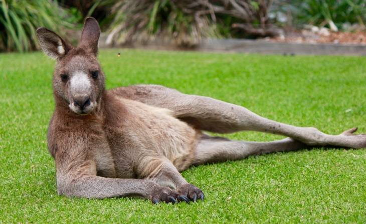 Kangur zaatakował... grupę modelek w bikini. Ten filmik podbija sieć! [WIDEO]