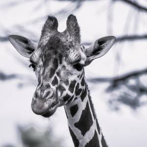 ZOO Wrocław żegna uwielbianą przez wszystkich żyrafę. „Odeszła od nas Nala”