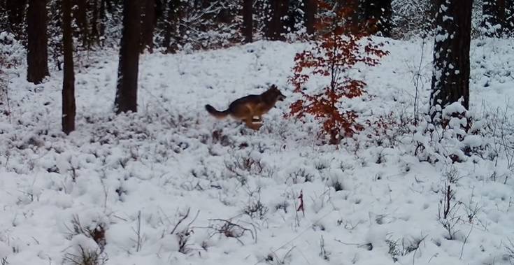 Polowanie na... obiad? Wilk zrobił to tuż przed obiektywem kamery! [WIDEO]
