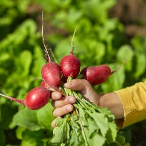 Warzywo, które ma mało kalorii i pomaga pozbyć się wody z organizmu. Idealne na lato!