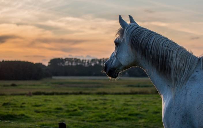Zaginiony dwulatek cudem odnaleziony. Dzięki koniom ratownicy usłyszeli jego chichot