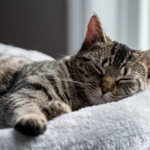 Kot trzyma ogon w tej pozycji? Może to mieć różne przyczyny